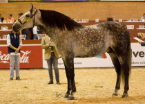 DIABLOTIN DE TRUJILLO, 4 POSICION PROVISIONAL